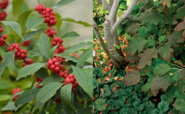 berries and textural leaves