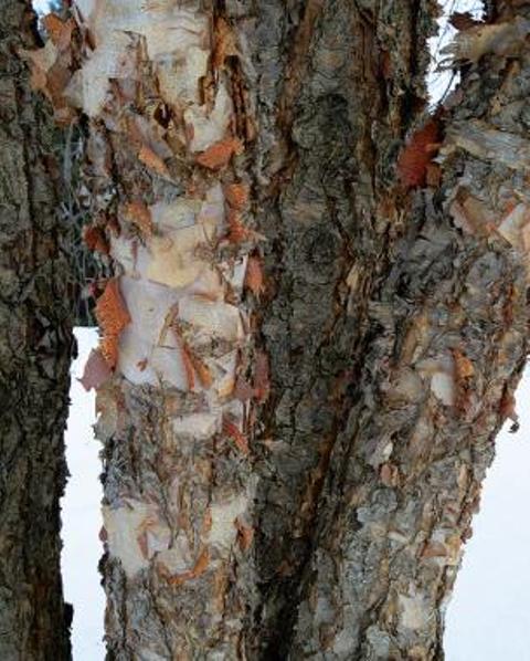 3 Intriguing And Bold Bark Types To Enliven A Winter Scene