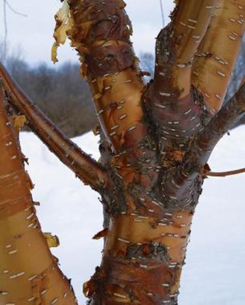3 Intriguing And Bold Bark Types To Enliven A Winter Scene