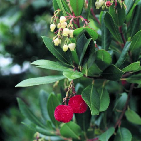 8 Plants With Cool Season Berries To Bejewel The Landscape