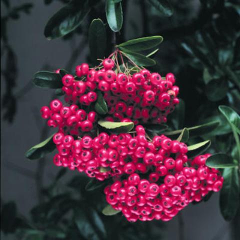 8 Plants With Cool Season Berries To Bejewel The Landscape