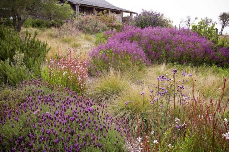 8 Tips For Creating Your Own Meadow Garden