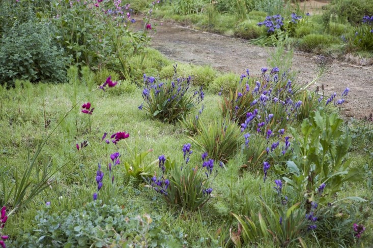 8 Tips For Creating Your Own Meadow Garden
