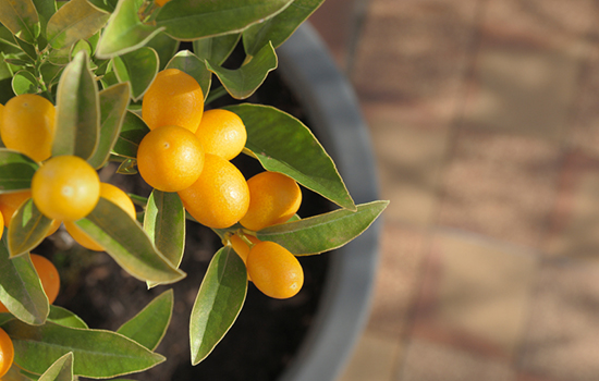 Kumquat Fruit on Small Tree