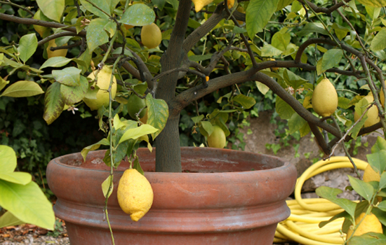 Potted Lemon Tree