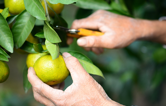 Pruning an orange from the tree