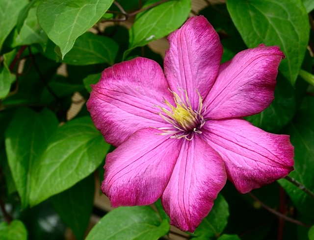 Common Garden Flowers That Are Poisonous