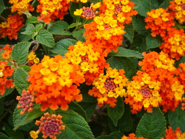 Common Garden Flowers That Are Poisonous