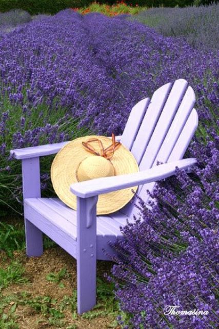 Gorgeous Lavender Gardens Around The World