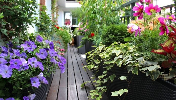 How To Plan And Organize A Balcony Garden