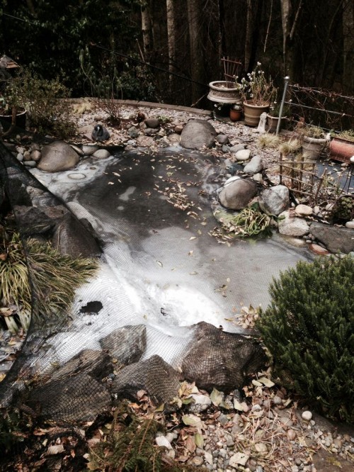 How To Prepare Your Water Garden For Winter