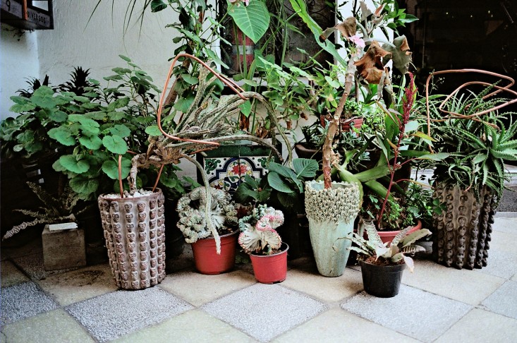 Stylish Mexican Patio With Lush Grenery And Potted Plants
