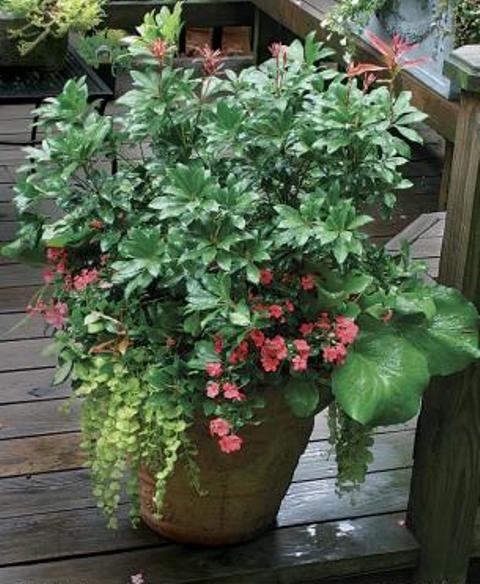 Survivor Plants Perfect For Year Round Containers
