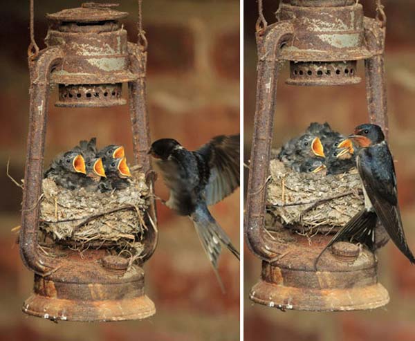unusual-bird-nests-woohome-5