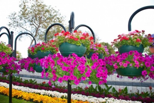 Al Ain Paradise Park: The Most ‘Floral’ Garden In The World