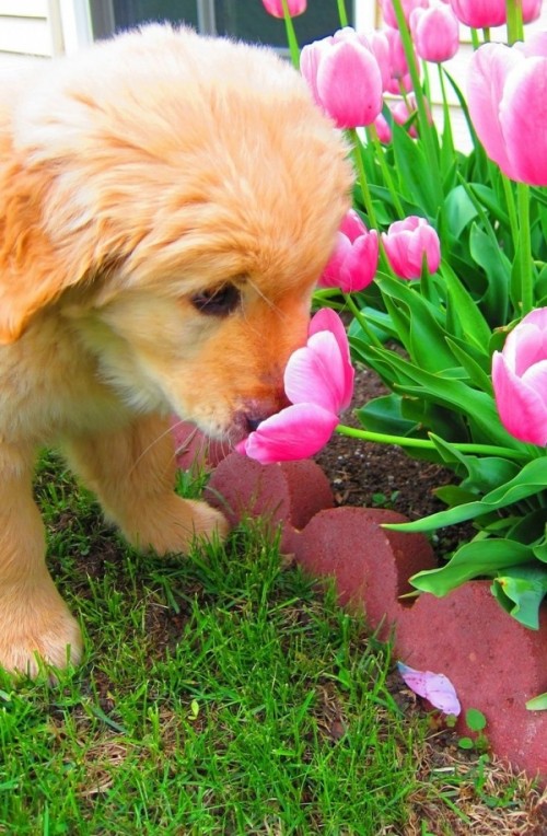 8 Useful Tips For Making Your Garden Dog Friendly
