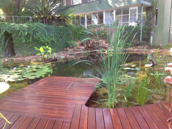 backyard-natural-swimming-pool-11
