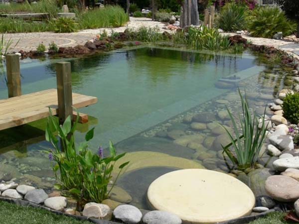 backyard-natural-swimming-pool-5