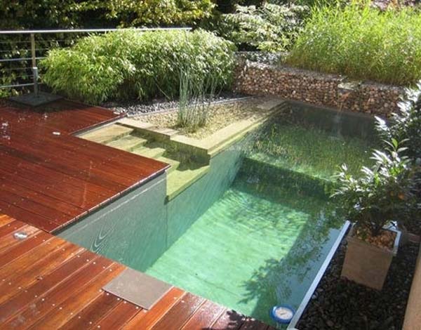 backyard-natural-swimming-pool-9