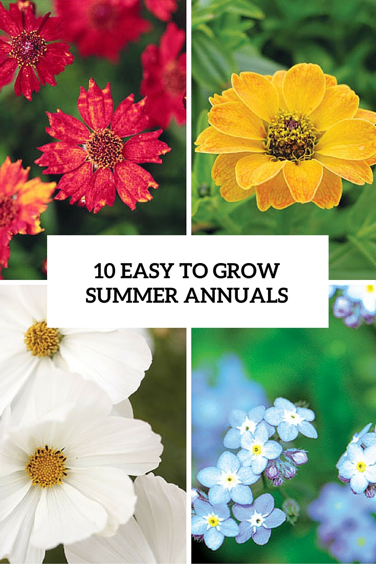 10 easy to grow summer annuals