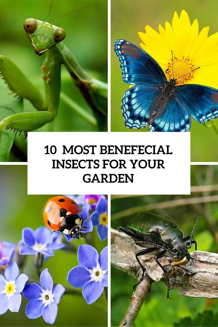 10 most beneficial insects for your garden cover