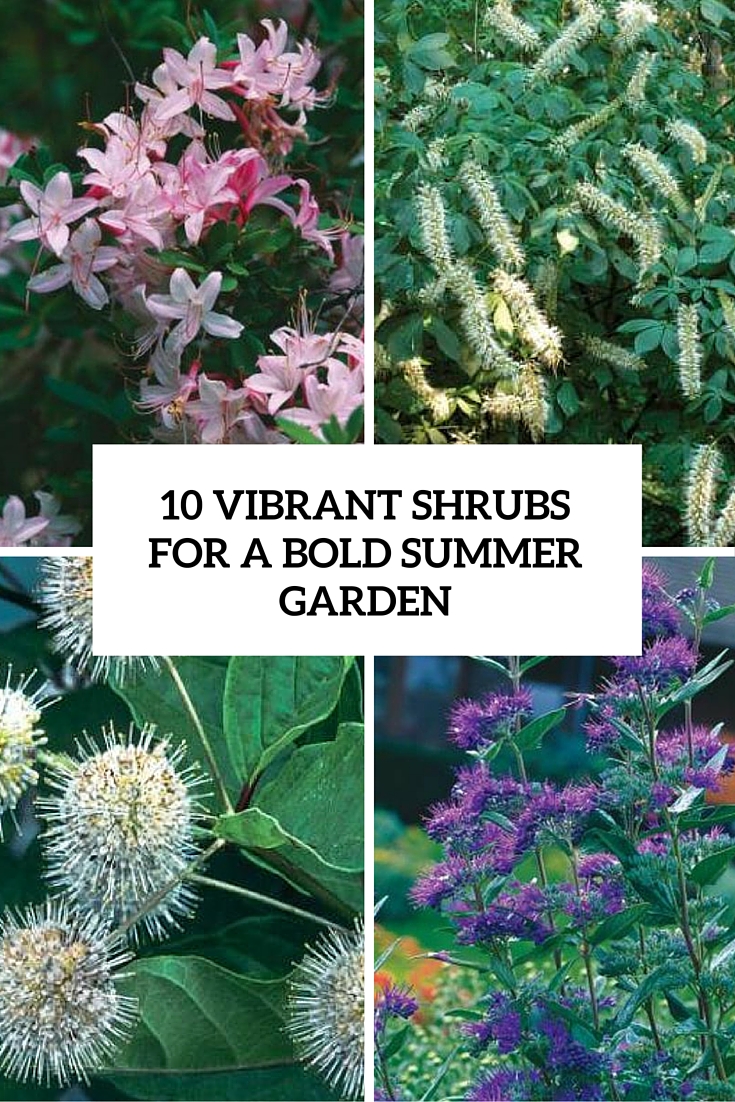 10 vibrant shrubs for a bold summer garden cover