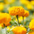 Discovery Yellow marigold