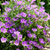 'Purple Robe' nierembergia