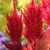 'Fresh Look Red' celosia