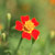 Red Gem marigold 