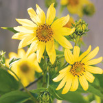Sunflower, perennial