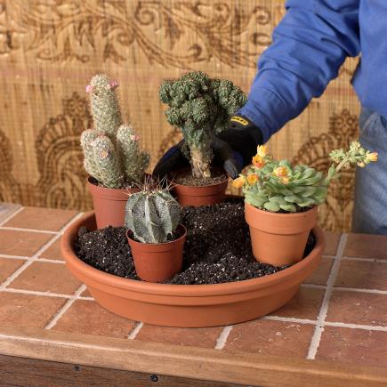 Arranging the cacti