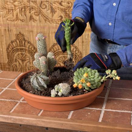 Planting the cacti