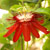 'Lady Margaret' passionflower
