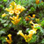 Yellow trumpet vine