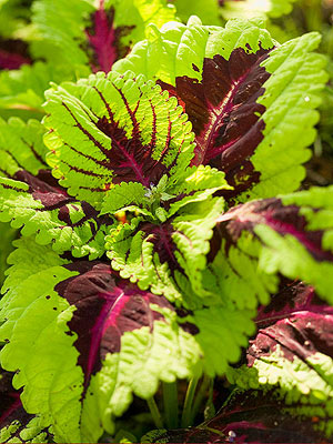 Coleus, shade-loving with veined pattern
