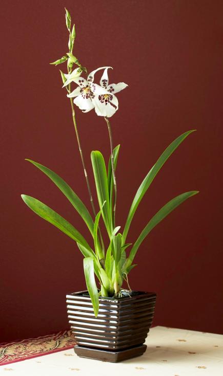 Belleara orchid
