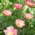 'Summer Sorbet' California poppy 