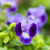 Moon Purple wishbone flower 