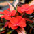'Painted Paradise Red' New Guinea impatiens
