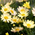 'Spring Bouquet' marguerite daisy 