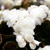 'Doublet White' begonia