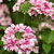 Tropical Breeze Red and White verbena