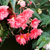 'Bellagio Pink' begonia 