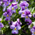 Blue & Purple Rain viola