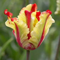 Parrot Tulip