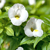 Catalina White Linen wishbown flower