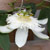 'White Wedding' passionflower