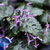 Mona Lavender plectranthus 