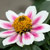 Zahara Starlight Rose zinnia 